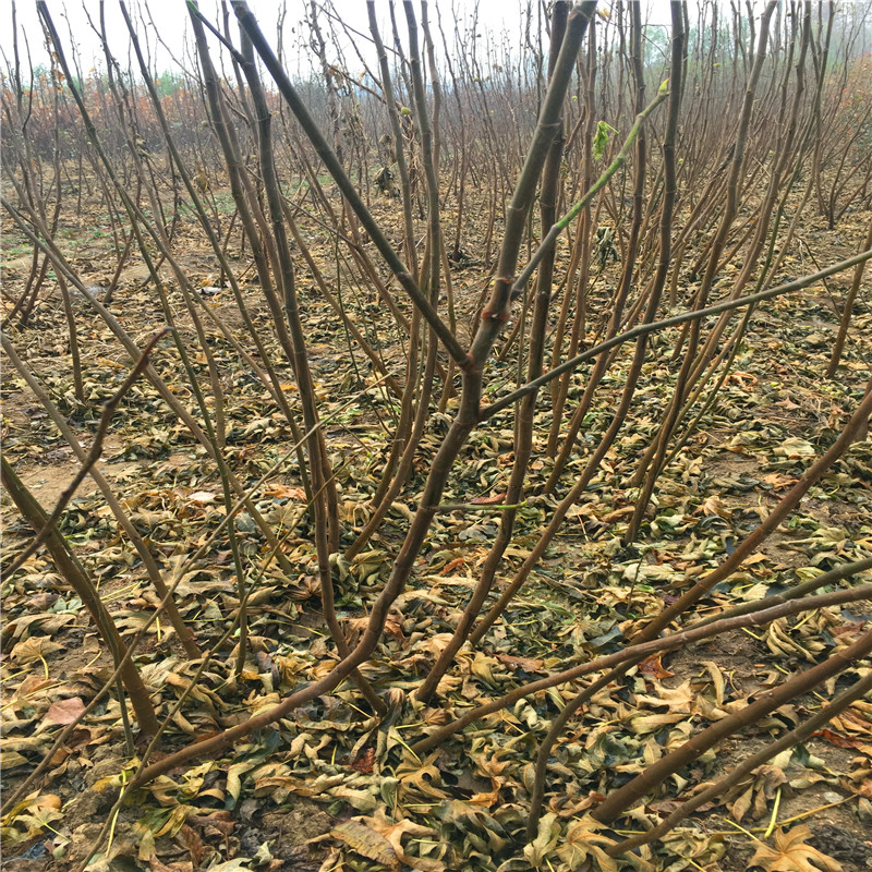 4公分無花果樹苗基地新品種4公分無花果樹苗銷售價格