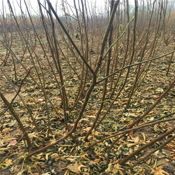 3公分無花果樹苗哪里有山東3公分無花果樹苗批發(fā)基地