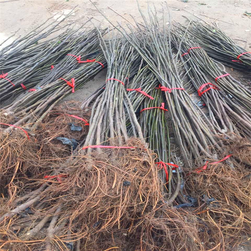 山東1公分無花果樹苗批發(fā)基地