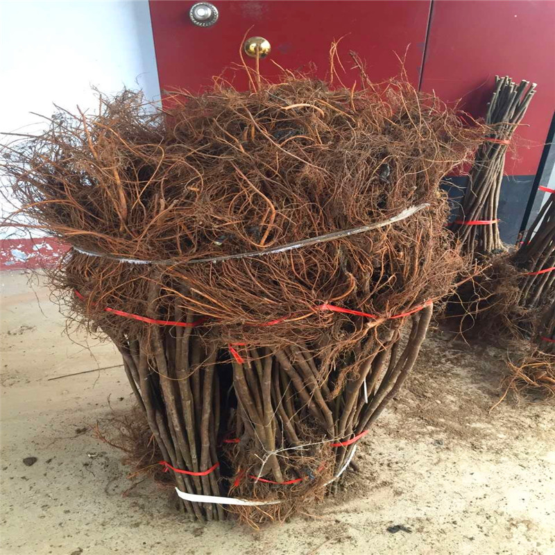 5公分無花果樹苗哪里有5公分無花果樹苗銷售基地