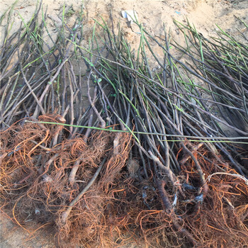 柿子小苗哪里有、柿子小苗種植基地