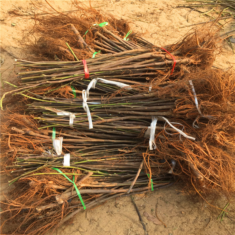 1公分無花果樹苗格是多少1公分無花果樹苗批發(fā)出售