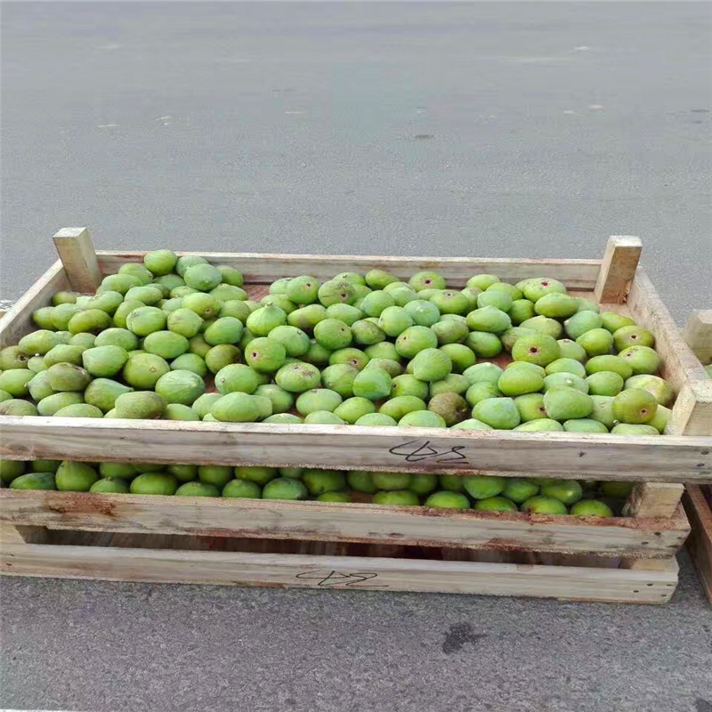 新品種柿子樹(shù)苗價(jià)格、柿子樹(shù)苗哪里出售
