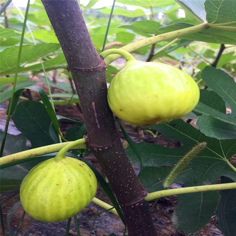 2公分無花果樹苗行情2公分無花果樹苗價格