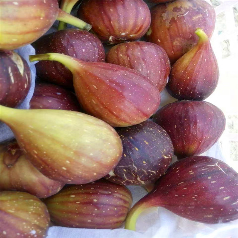 加州黑無花果樹苗報(bào)價(jià)加州黑無花果樹苗哪里有