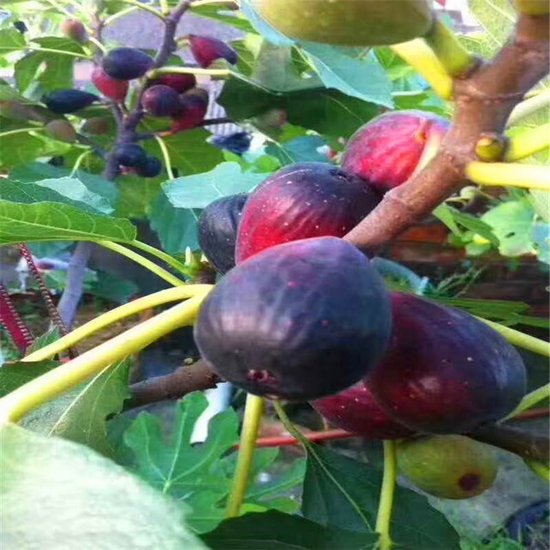 2公分無花果樹苗批發(fā)多少錢2公分無花果樹苗多少錢
