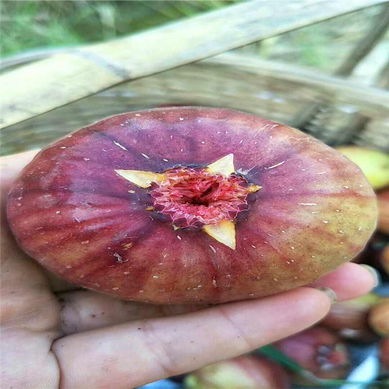 1公分無花果樹苗格是多少1公分無花果樹苗批發(fā)出售