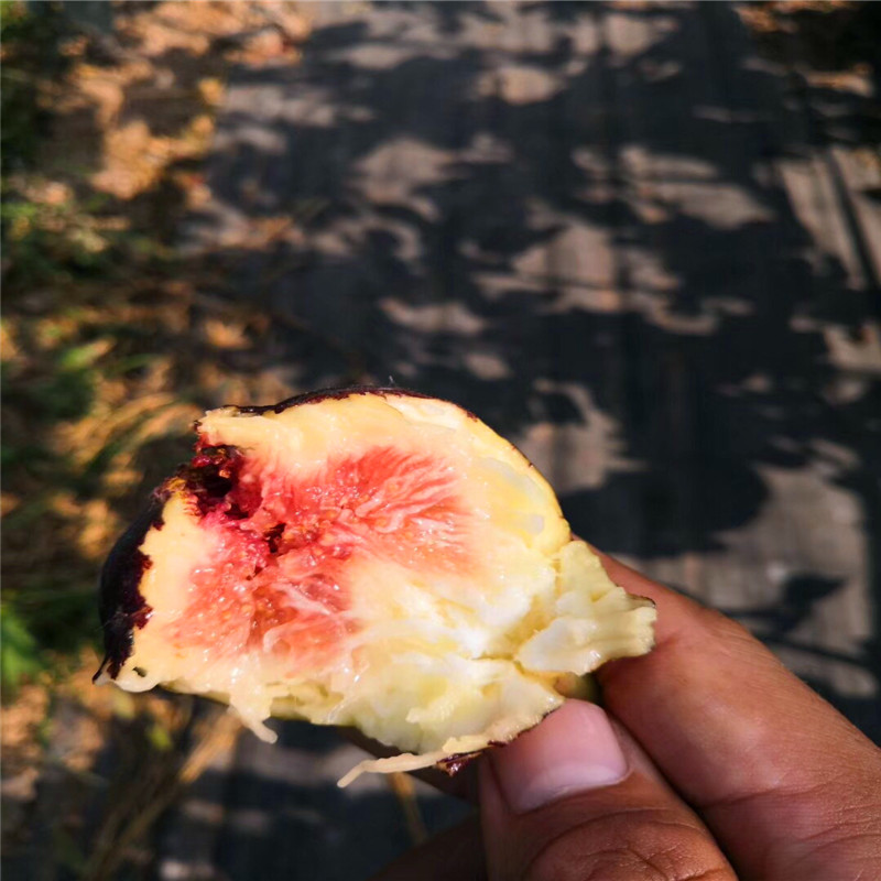 華麗無花果樹苗出售價(jià)格華麗無花果樹苗出售基地