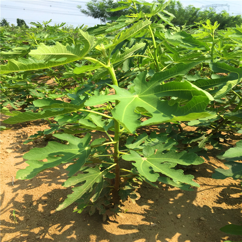 3公分無花果樹苗哪里有山東3公分無花果樹苗批發(fā)基地