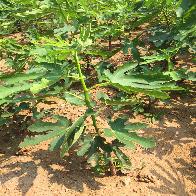 新秋柿子樹苗價(jià)格、新秋柿子樹苗銷售基地