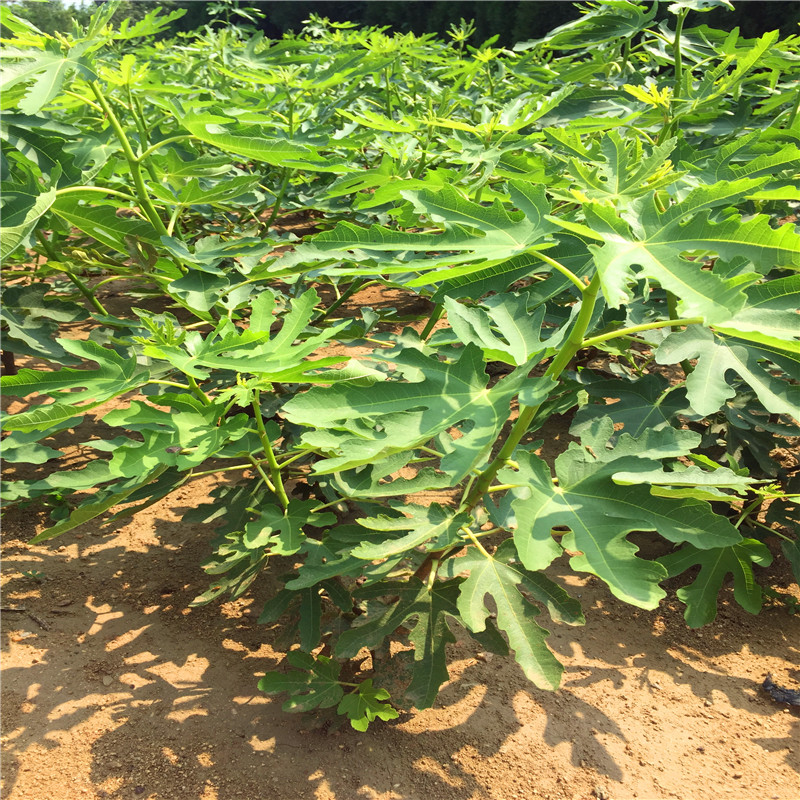 山東紫果無花果樹苗出售基地