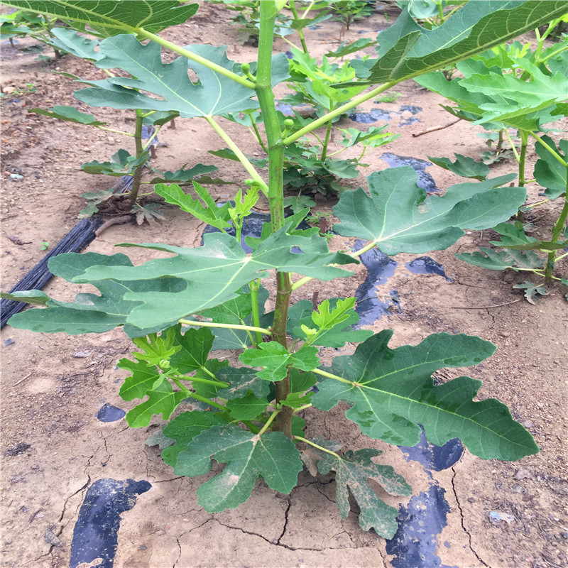 4公分無花果樹苗出售價位4公分無花果樹苗哪里有