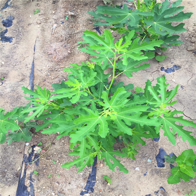 3公分無花果樹苗哪里有賣的3公分無花果樹苗什么價格