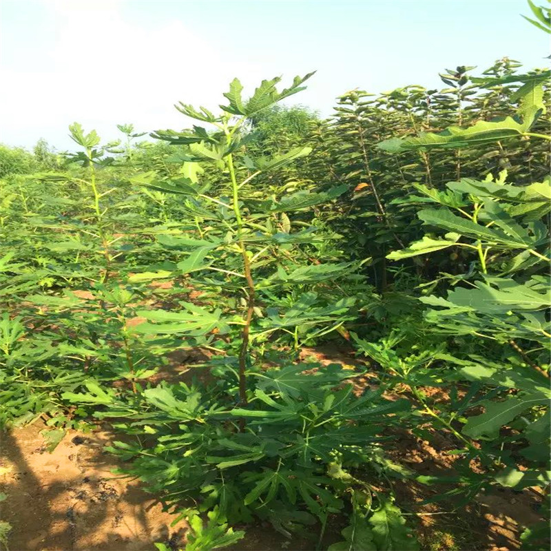 山東紫果無花果樹苗出售基地