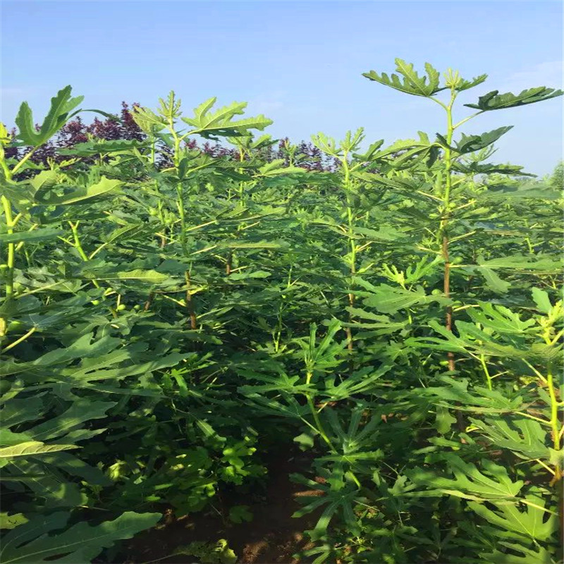 1一米高無花果樹苗出售1一米高無花果樹苗格
