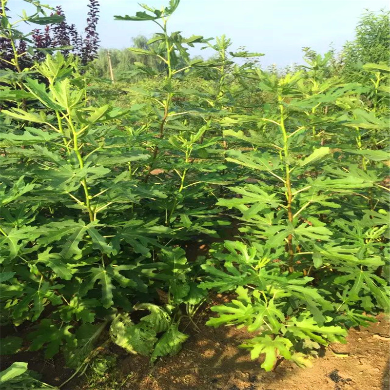 華麗無花果樹苗出售價(jià)格華麗無花果樹苗出售基地