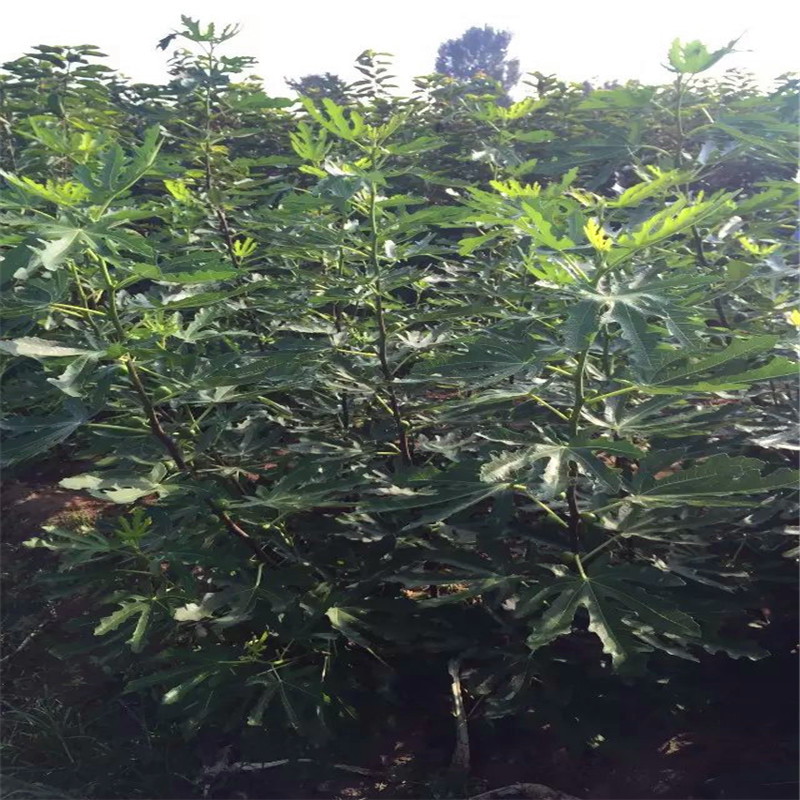 波姬紅無(wú)花果樹(shù)苗多少錢一棵波姬紅無(wú)花果樹(shù)苗批發(fā)出售