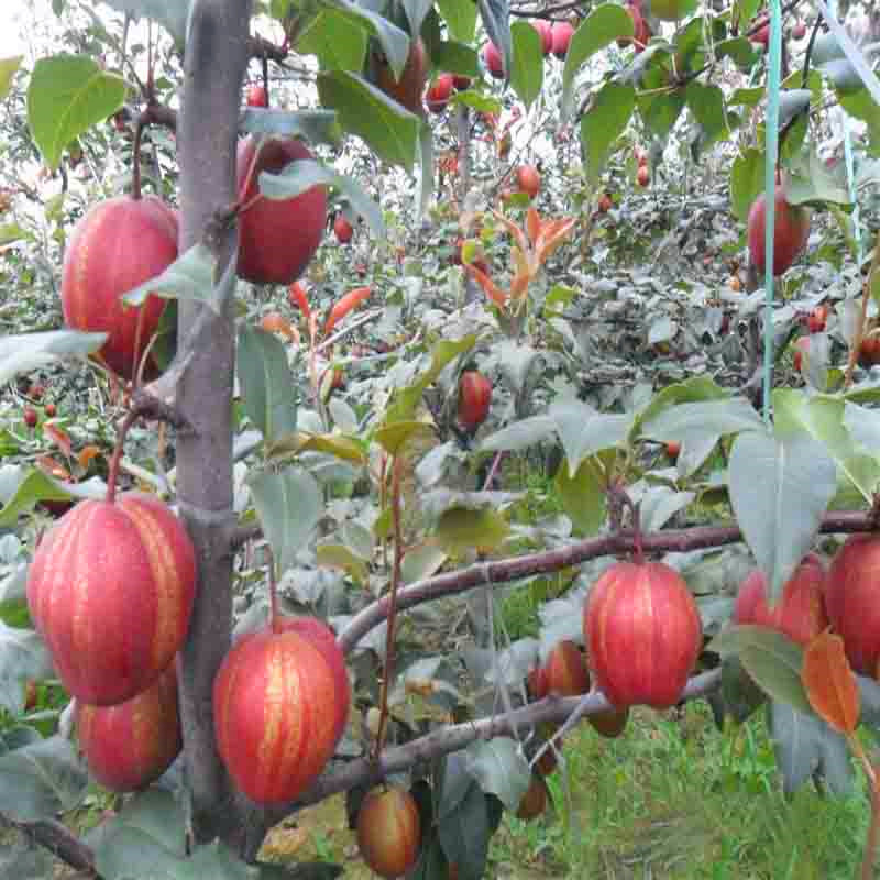 2018年吉塞拉6號砧木批發(fā)什么價格2018年吉塞拉6號砧木價格哪里便宜