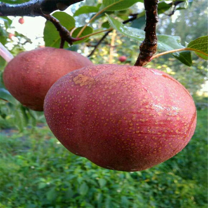 2019年紅梨一號梨樹苗價(jià)格紅梨一號梨樹苗行情報(bào)價(jià)