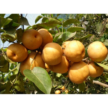 我想買中梨1號梨樹苗中梨1號梨樹苗出售價(jià)錢
