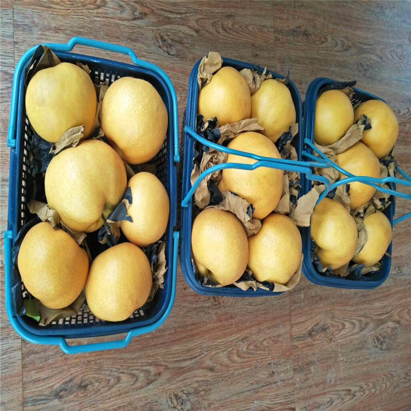 求購(gòu)四年生梨樹(shù)苗四年生梨樹(shù)苗批發(fā)單價(jià)