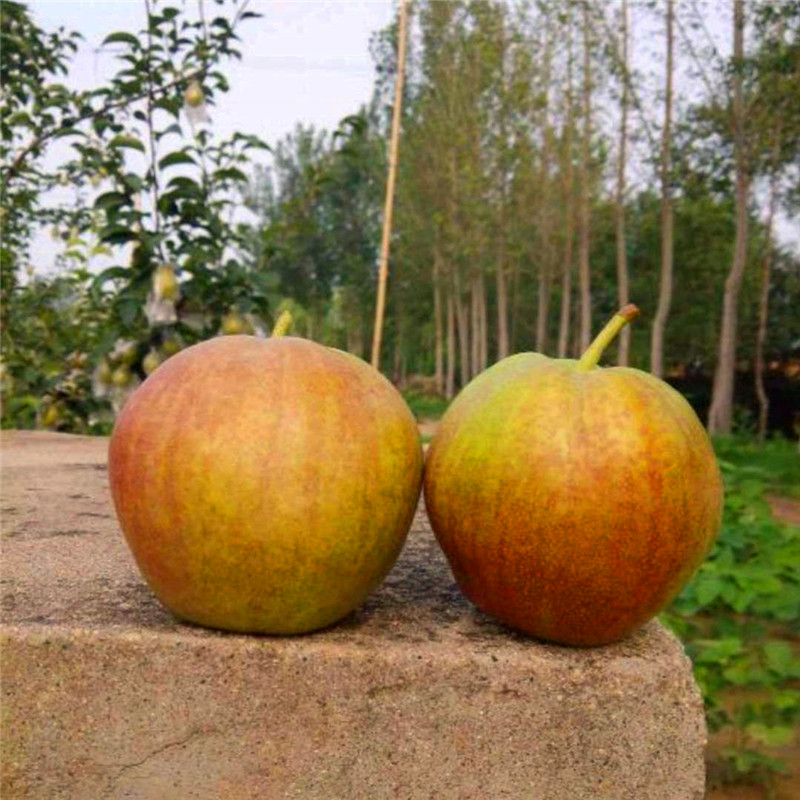 購(gòu)買大果水晶梨樹苗大果水晶梨樹苗批發(fā)什么價(jià)格
