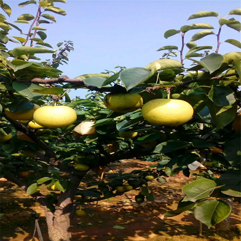 求購綠寶石梨樹苗綠寶石梨樹苗格多少