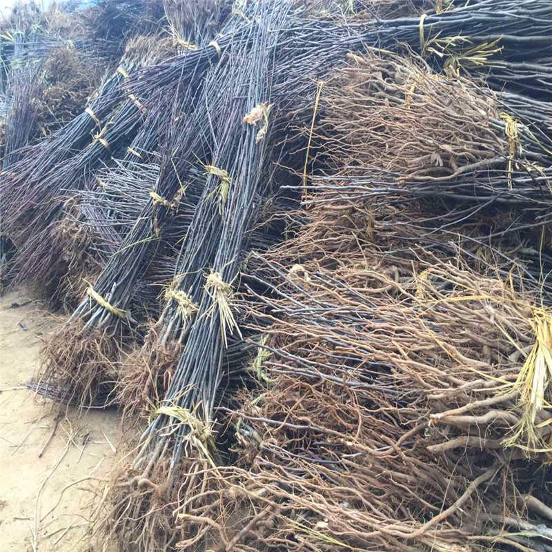 2018年吉塞拉6號砧木批發(fā)什么價格2018年吉塞拉6號砧木價格哪里便宜