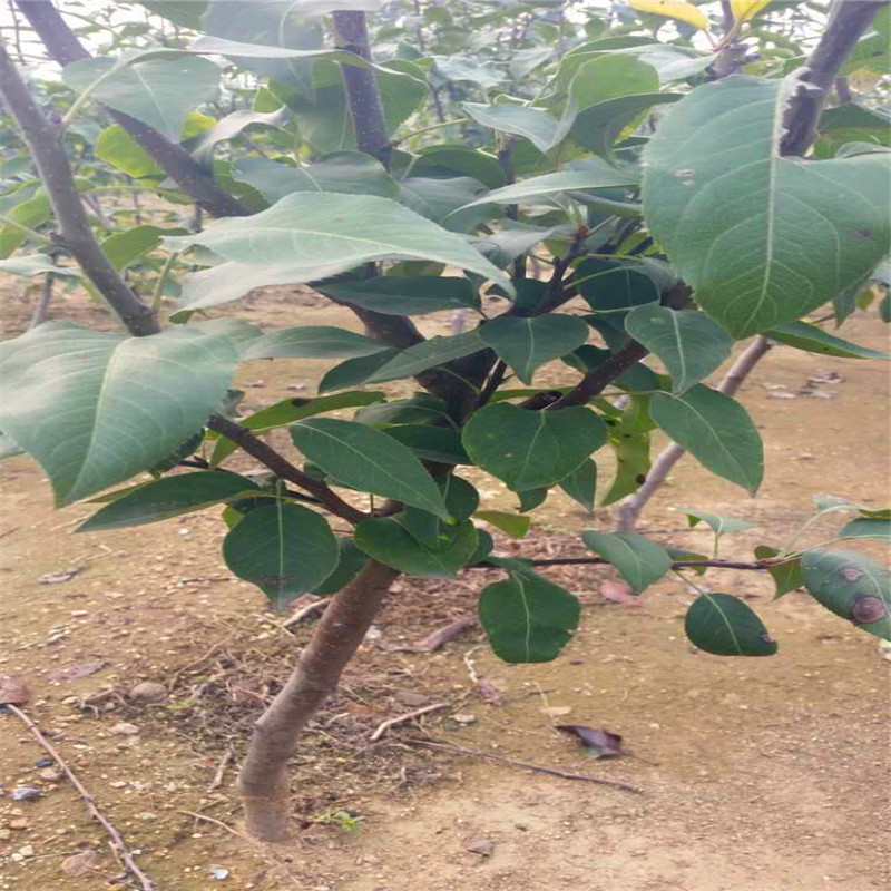 附近哪里有三年生梨樹苗三年生梨樹苗價格多少