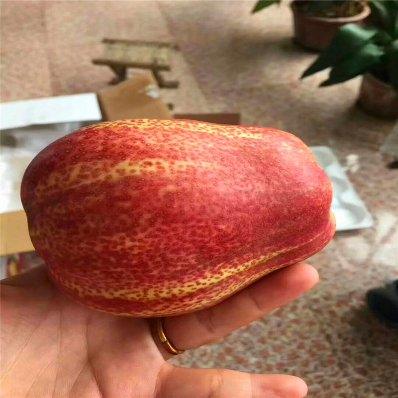 附近哪里有紅香酥梨樹苗紅香酥梨樹苗出售多少錢