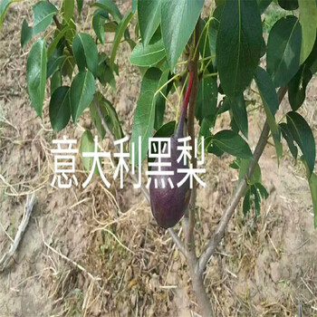 新品種美人酥梨樹苗美人酥梨樹苗出售基地
