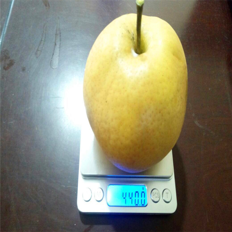新品種五年生梨樹苗出售價錢