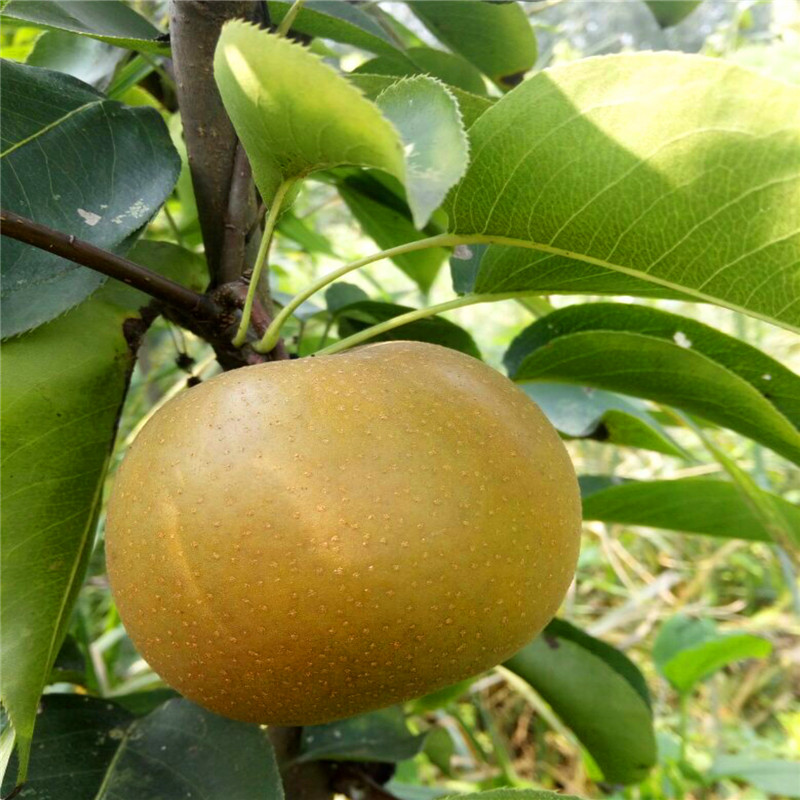 山東翠冠梨樹苗價(jià)格翠冠梨樹苗價(jià)格多少