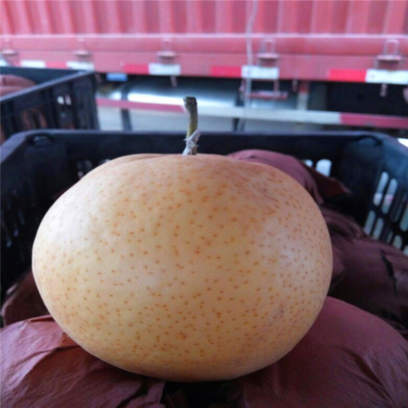 新品種新梨7號梨樹苗新梨7號梨樹苗位