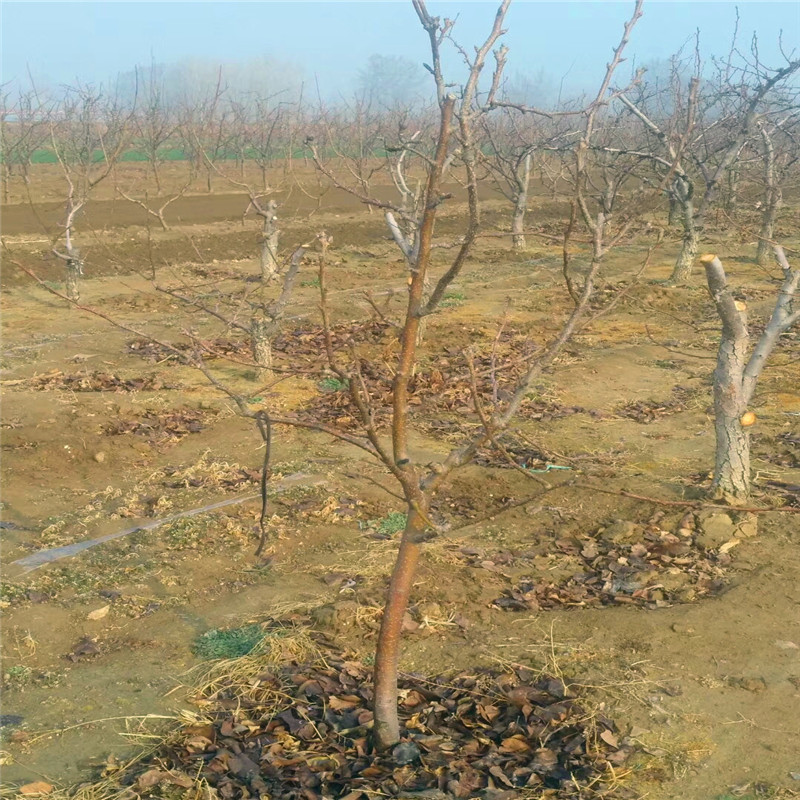 2019年紅安久梨樹苗報價紅安久梨樹苗批發(fā)基地