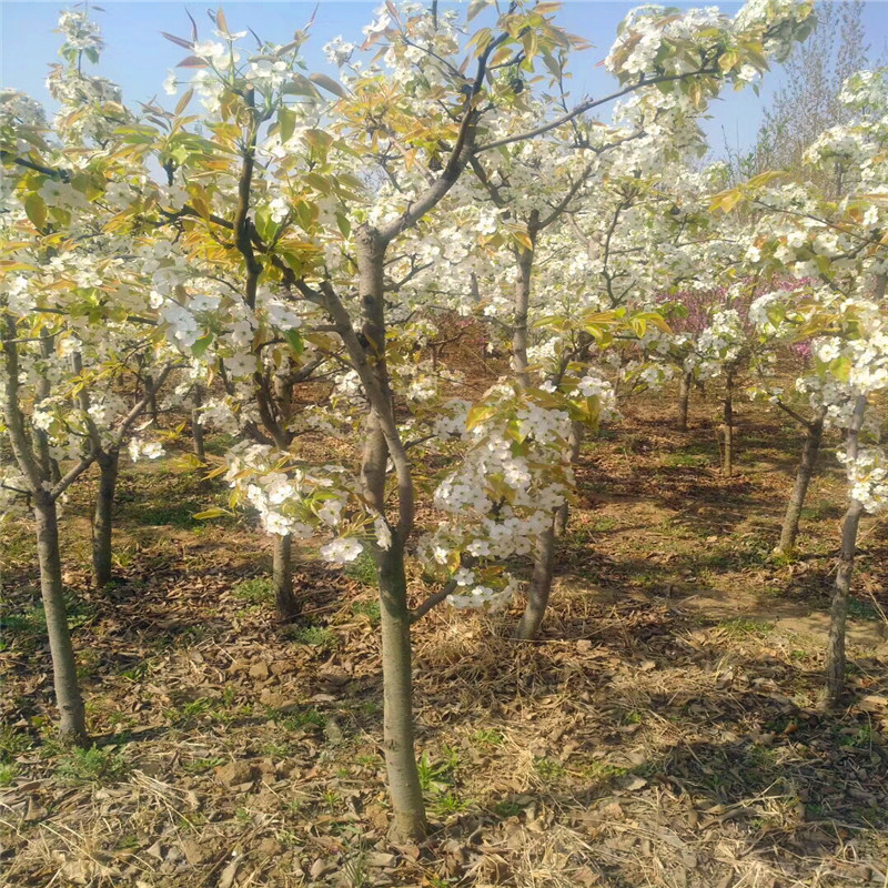 2019年早酥红梨树苗报价