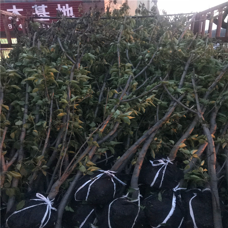 新品種中梨1號梨樹苗中梨1號梨樹苗出售多少錢