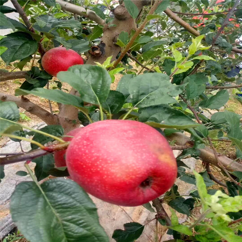 我想買(mǎi)紅香酥梨樹(shù)苗紅香酥梨樹(shù)苗什么價(jià)格