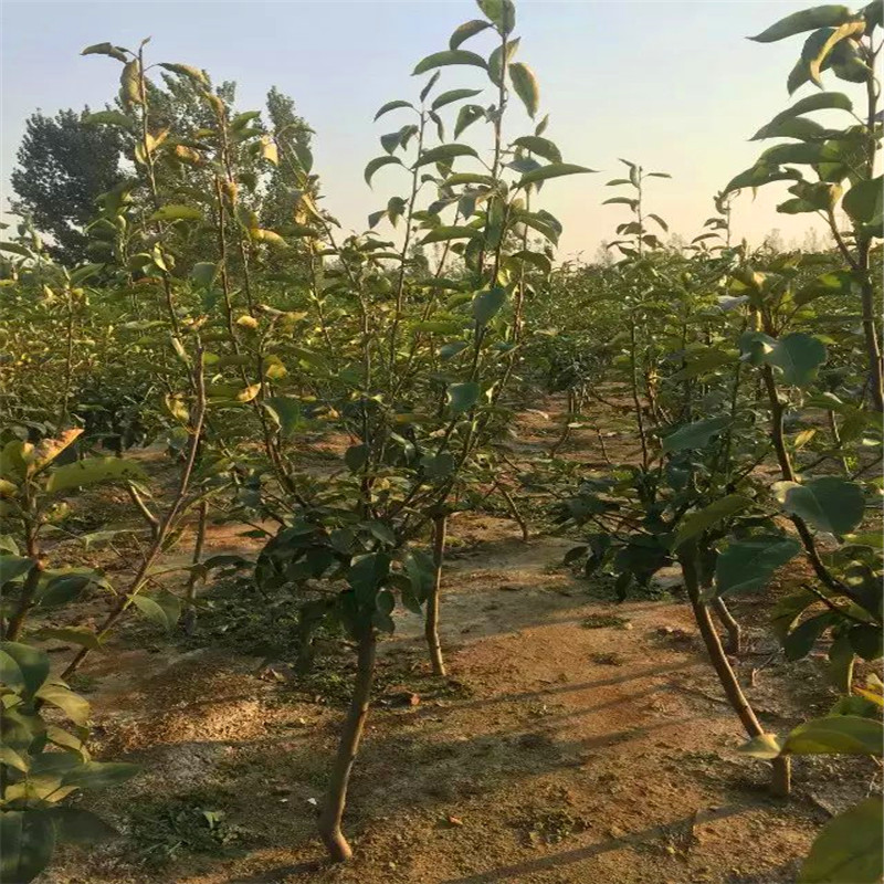 附近哪里有紅香酥梨樹苗紅香酥梨樹苗出售多少錢
