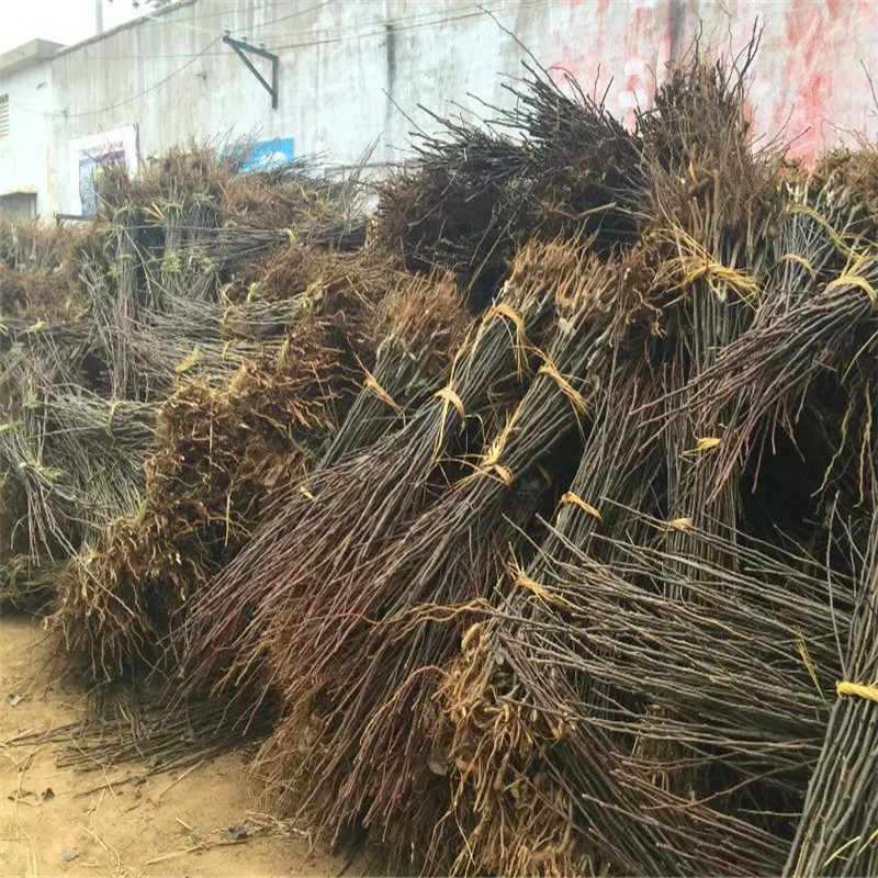 2019年紅梨一號梨樹苗價(jià)格紅梨一號梨樹苗行情報(bào)價(jià)