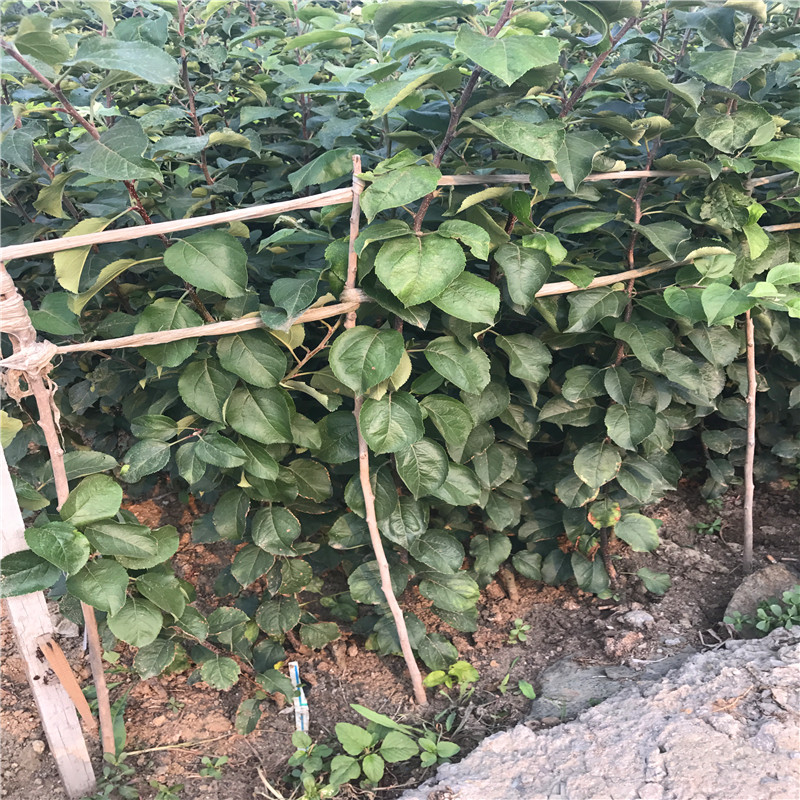 求購(gòu)四年生梨樹(shù)苗四年生梨樹(shù)苗批發(fā)單價(jià)