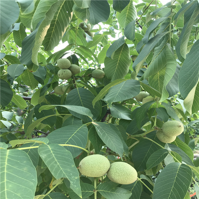 出售蘋果小苗蘋果小苗多少錢