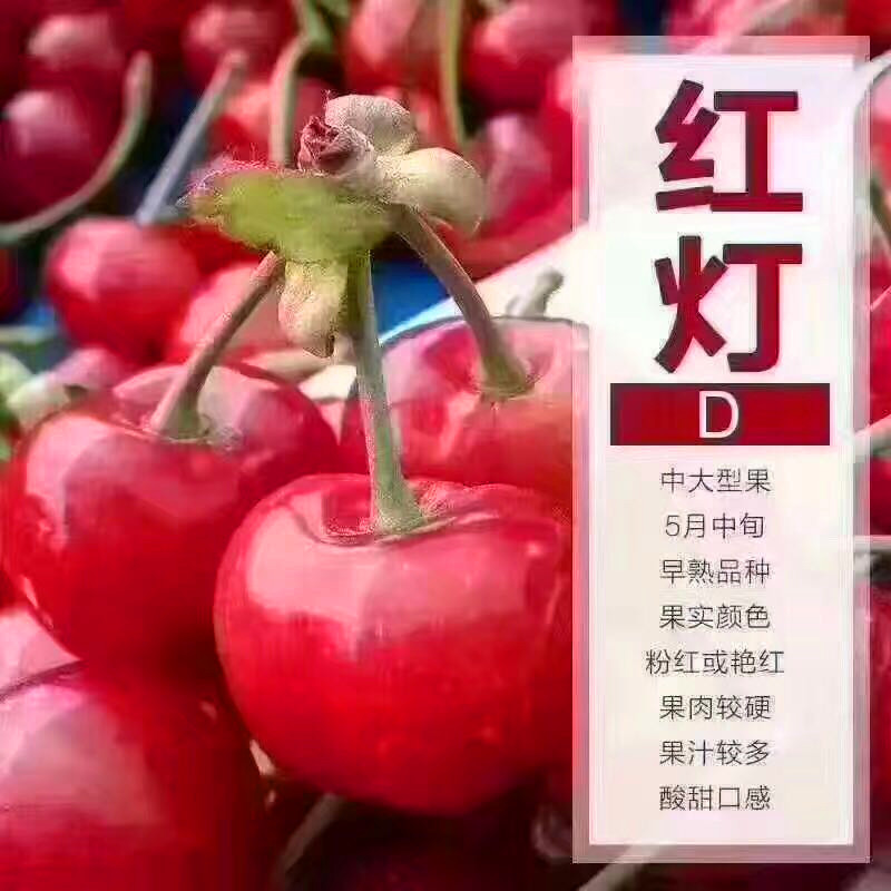 山東櫻桃小苗批發(fā)山東櫻桃小苗價(jià)格多少