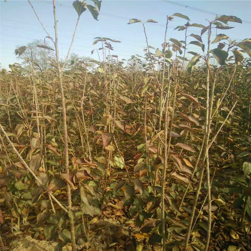 山東吉塞拉12號砧木多少錢一株山東吉塞拉12號砧木價格多少