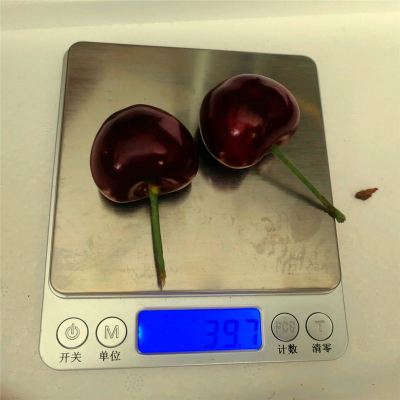 山東吉塞拉6號(hào)砧木批發(fā)單價(jià)山東吉塞拉6號(hào)砧木批發(fā)哪里便宜