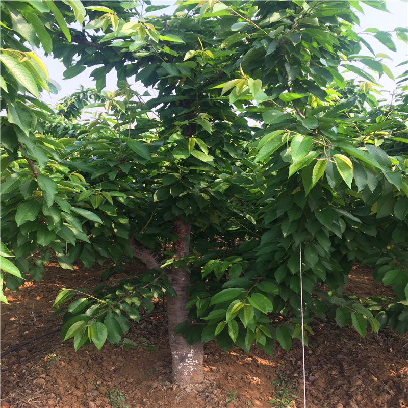 2018年吉塞拉6號砧木出售2018年吉塞拉6號砧木什么價格