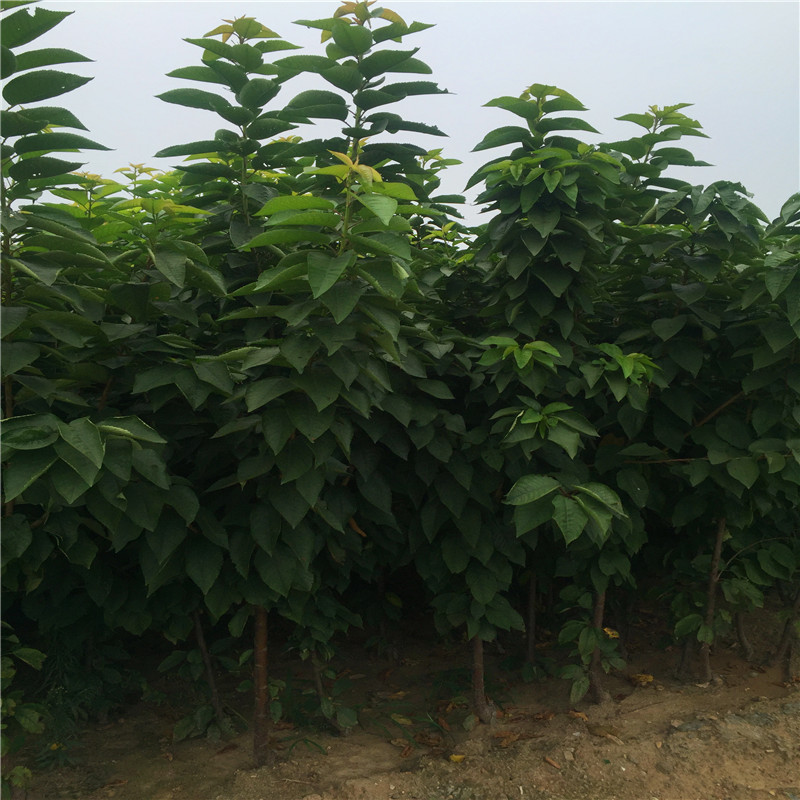 山東吉塞拉6號(hào)砧木批發(fā)單價(jià)山東吉塞拉6號(hào)砧木批發(fā)哪里便宜