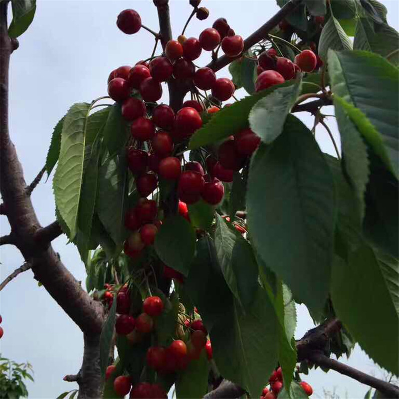 山東吉塞拉12號砧木多少錢一株山東吉塞拉12號砧木價格多少
