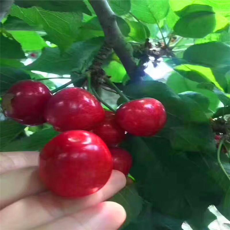 紅椿苗批發多少錢2018年紅椿苗哪里批發