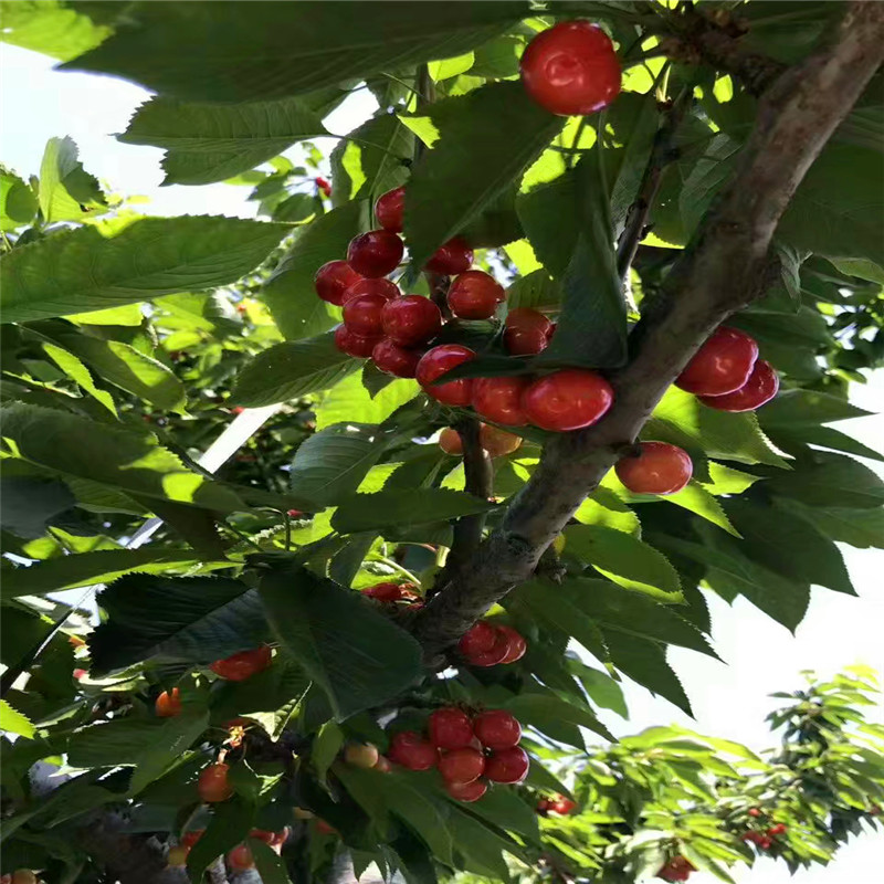 附近哪里有吉塞拉5號(hào)砧木吉塞拉5號(hào)砧木多少錢(qián)一棵